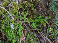 Selaginella douglasii
