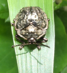 Polychalca aerea