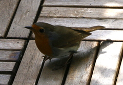 Erithacus rubecula