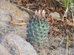 Coryphantha clavata stipitata