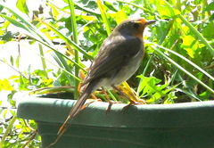 Erithacus rubecula