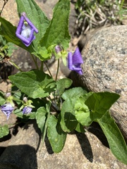 Viola novae-angliae