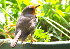 Erithacus rubecula