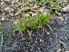 Carex sylvatica sylvatica