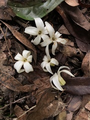 Jasminanthes mucronata