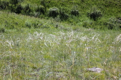 Stipa borysthenica