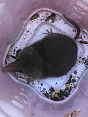 Notiosorex crawfordi