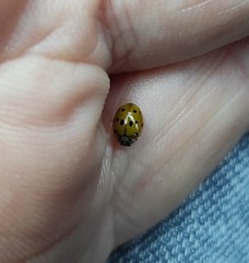Coccinellini
