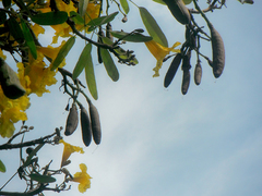 Tabebuia aurea
