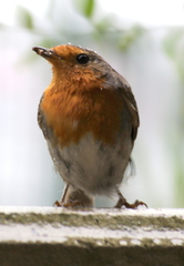 Erithacus rubecula