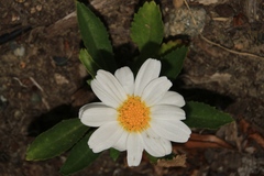 Leucanthemum × superbum