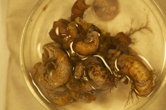 Vermicularia spirata