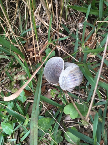 Ampullariidae