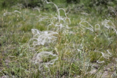 Stipa borysthenica