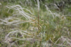 Stipa borysthenica
