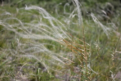 Stipa borysthenica