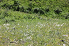 Stipa borysthenica