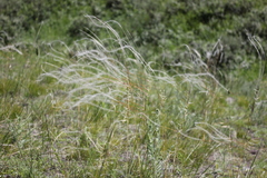 Stipa borysthenica