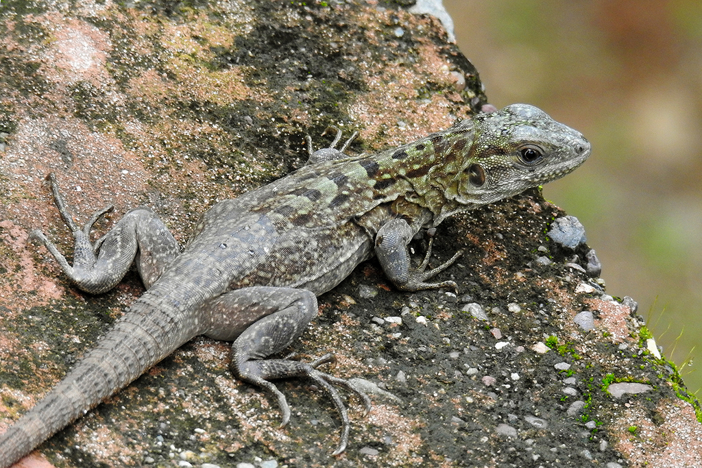 De Queiroz's Spiny-Tailed Iguana