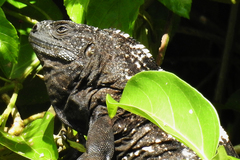 De Queiroz's Spiny-Tailed Iguana photo 2