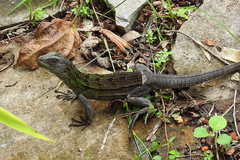 De Queiroz's Spiny-Tailed Iguana photo 3