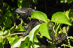 De Queiroz's Spiny-Tailed Iguana photo 4