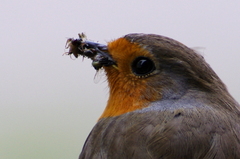 Erithacus rubecula