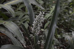 Aechmea lueddemanniana