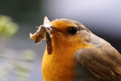 Erithacus rubecula