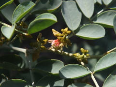 Indigofera coerulea