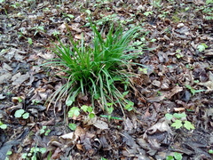 Carex sylvatica sylvatica