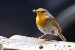 Erithacus rubecula