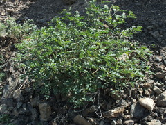 Indigofera coerulea