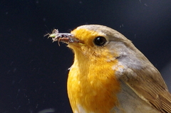 Erithacus rubecula