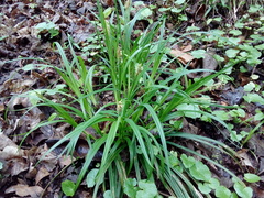 Carex sylvatica sylvatica