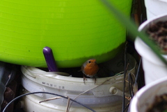 Erithacus rubecula