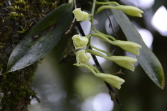 Rodriguezia granadensis