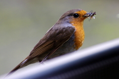 Erithacus rubecula