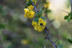 Berberis hispanica