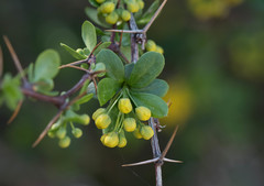 Berberis hispanica