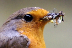 Erithacus rubecula