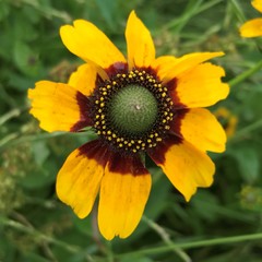 Rudbeckia amplexicaulis