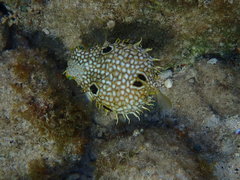 Chilomycterus antillarum