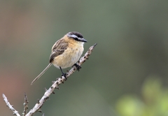 Culicivora caudacuta