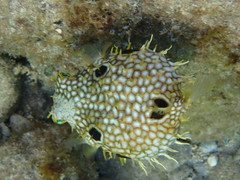 Chilomycterus antillarum