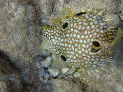 Chilomycterus antillarum