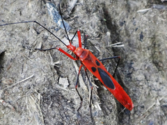 Macrocheraia grandis