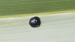 Hemisphaerota cyanea