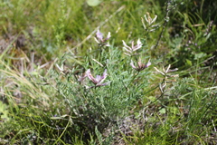 Astragalus macroceras