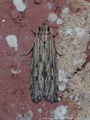 Spinitibia hodgesi